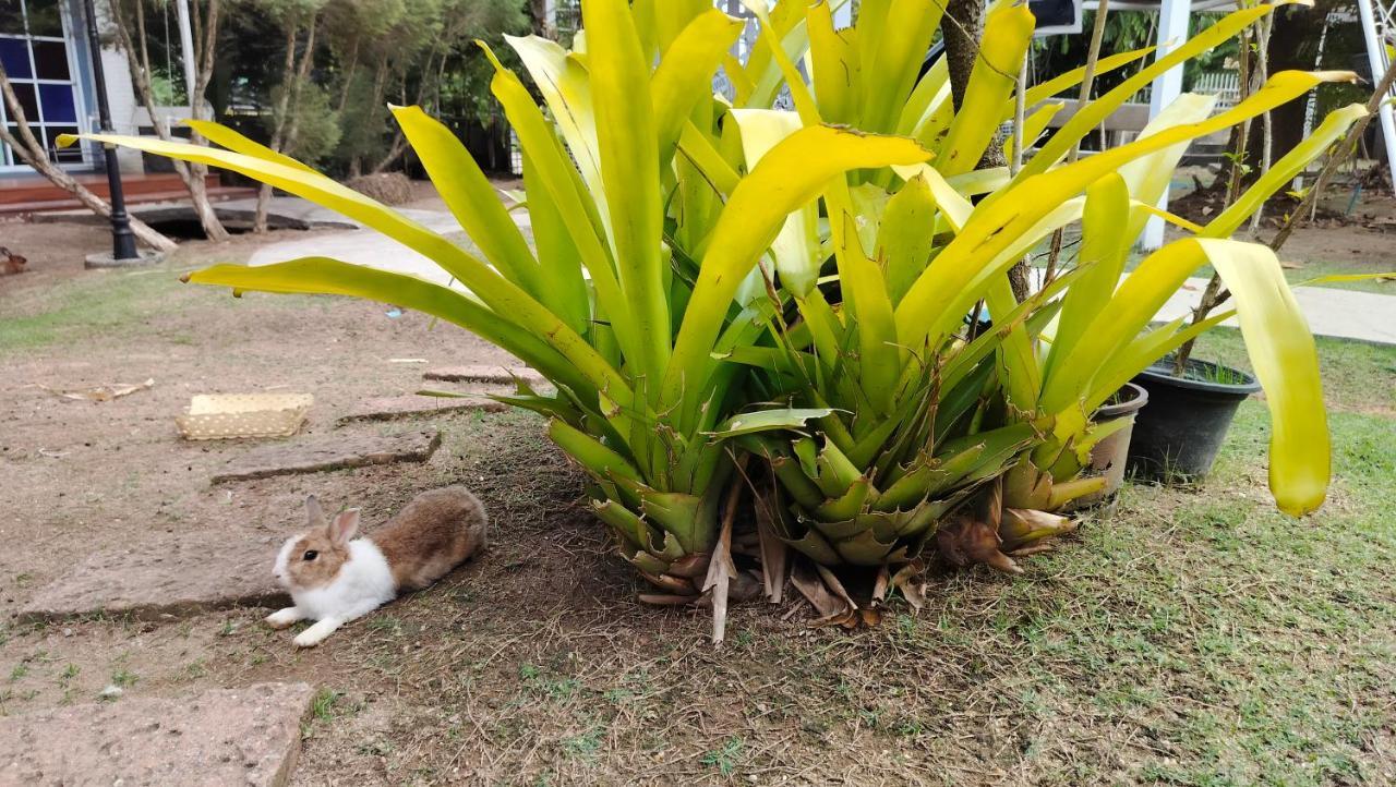 Homestay With Bunny Rabbit Chiang Rai Exterior photo